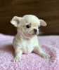 Photo №2 to announcement № 127446 for the sale of chihuahua - buy in Latvia private announcement