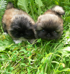 Photo №2 to announcement № 3036 for the sale of pekingese - buy in Russian Federation from nursery, breeder