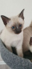 Photo №3. Siamese kittens for sale. Germany