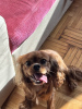 Photo №2 to announcement № 114313 for the sale of cavalier king charles spaniel - buy in Bulgaria private announcement