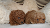 Photo №2 to announcement № 110524 for the sale of poodle (toy) - buy in Serbia breeder