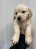 Additional photos: Adorable Golden Retriever puppies ready to join their new and forever home for