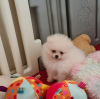 Photo №2 to announcement № 97061 for the sale of pomeranian - buy in United States private announcement, breeder
