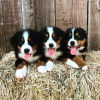 Photo №1. bernese mountain dog - for sale in the city of Vienna | 400$ | Announcement № 38258