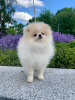 Photo №1. pomeranian - for sale in the city of Kharkov | 1941$ | Announcement № 10831