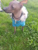 Photo №2 to announcement № 47488 for the sale of mexican hairless dog - buy in Ukraine private announcement