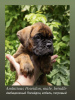 Photo №4. I will sell boxer in the city of Tashkent. private announcement - price - negotiated