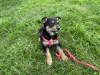 Photo №3. Smart and affectionate puppy Teddy as a gift. Belarus
