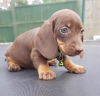 Photo №2 to announcement № 50809 for the sale of dachshund - buy in United States private announcement