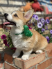 Photo №4. I will sell welsh corgi in the city of Saratov. private announcement - price - negotiated