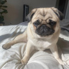 Photo №2 to announcement № 103771 for the sale of pug - buy in Australia private announcement