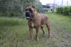 Photo №2 to announcement № 7973 for the sale of cane corso - buy in Russian Federation private announcement, from nursery
