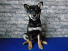 Photo №2 to announcement № 14926 for the sale of shiba inu - buy in Ukraine private announcement