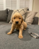 Photo №1. golden retriever - for sale in the city of Gelsenkirchen | 687$ | Announcement № 110043