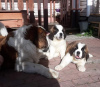 Photo №1. st. bernard - for sale in the city of Tomsk | 1200$ | Announcement № 10857