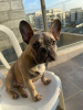 Photo №4. I will sell french bulldog in the city of Harish. private announcement, breeder - price - 3698$