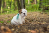 Photo №3. English Bulldog puppies.. Russian Federation