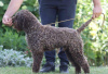 Additional photos: Lagotto Romagnolo puppies