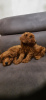 Photo №1. poodle (toy) - for sale in the city of Vojkovice | negotiated | Announcement № 36930