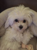 Photo №3. Pure blood maltese for sale !!!. Austria