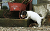 Photo №2 to announcement № 126470 for the sale of jack russell terrier - buy in Germany private announcement