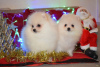 Photo №2 to announcement № 79572 for the sale of pomeranian - buy in United Kingdom private announcement