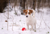 Additional photos: Pedigree puppy Jack Russell Terrier