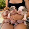 Photo №1. english bulldog - for sale in the city of Berlin | negotiated | Announcement № 118800