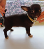 Photo №2 to announcement № 8699 for the sale of chihuahua - buy in Russian Federation private announcement
