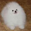 Photo №1. pomeranian - for sale in the city of Passau | 380$ | Announcement № 120045