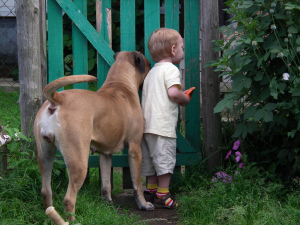 Additional photos: Bullmastiff puppies