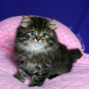 Photo №1. persian cat - for sale in the city of Brussels | 211$ | Announcement № 123541