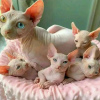 Photo №1. sphynx cat - for sale in the city of St. Petersburg | 475$ | Announcement № 36789