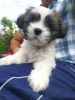 Photo №2 to announcement № 10641 for the sale of lhasa apso - buy in Ukraine from nursery