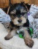 Photo №2 to announcement № 119350 for the sale of yorkshire terrier - buy in Germany private announcement