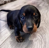 Photo №1. dachshund - for sale in the city of Jersey City | 800$ | Announcement № 36934