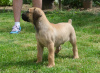 Additional photos: South African Boerboel Mastiff puppies