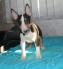 Additional photos: Miniature bull terrier puppies