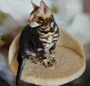 Additional photos: Plush bengal boy