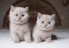 Photo №1. british shorthair - for sale in the city of Zürich | Is free | Announcement № 127189