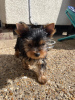 Photo №3. beautiful little Yorkshire Terrier puppies males and females for sale. Germany