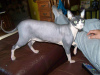 Photo №3. SPHYNX KITTENS. Russian Federation