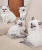 Additional photos: Ragdoll kitten available for sale