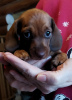 Photo №4. I will sell dachshund in the city of Minsk. from nursery, breeder - price - 528$