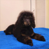 Additional photos: Miniature poodle male, born 06/30/24, the puppy is promising for exhibitions and