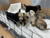 Photo №1. non-pedigree dogs - for sale in the city of Minsk | Is free | Announcement № 39059