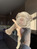 Photo №2 to announcement № 31092 for the sale of french bulldog - buy in Russian Federation private announcement