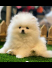 Photo №1. japanese spitz - for sale in the city of Minsk | 728$ | Announcement № 33522