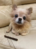 Photo №1. chihuahua - for sale in the city of Munich | 317$ | Announcement № 105205