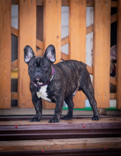 Photo №2 to announcement № 5829 for the sale of french bulldog - buy in Russian Federation breeder